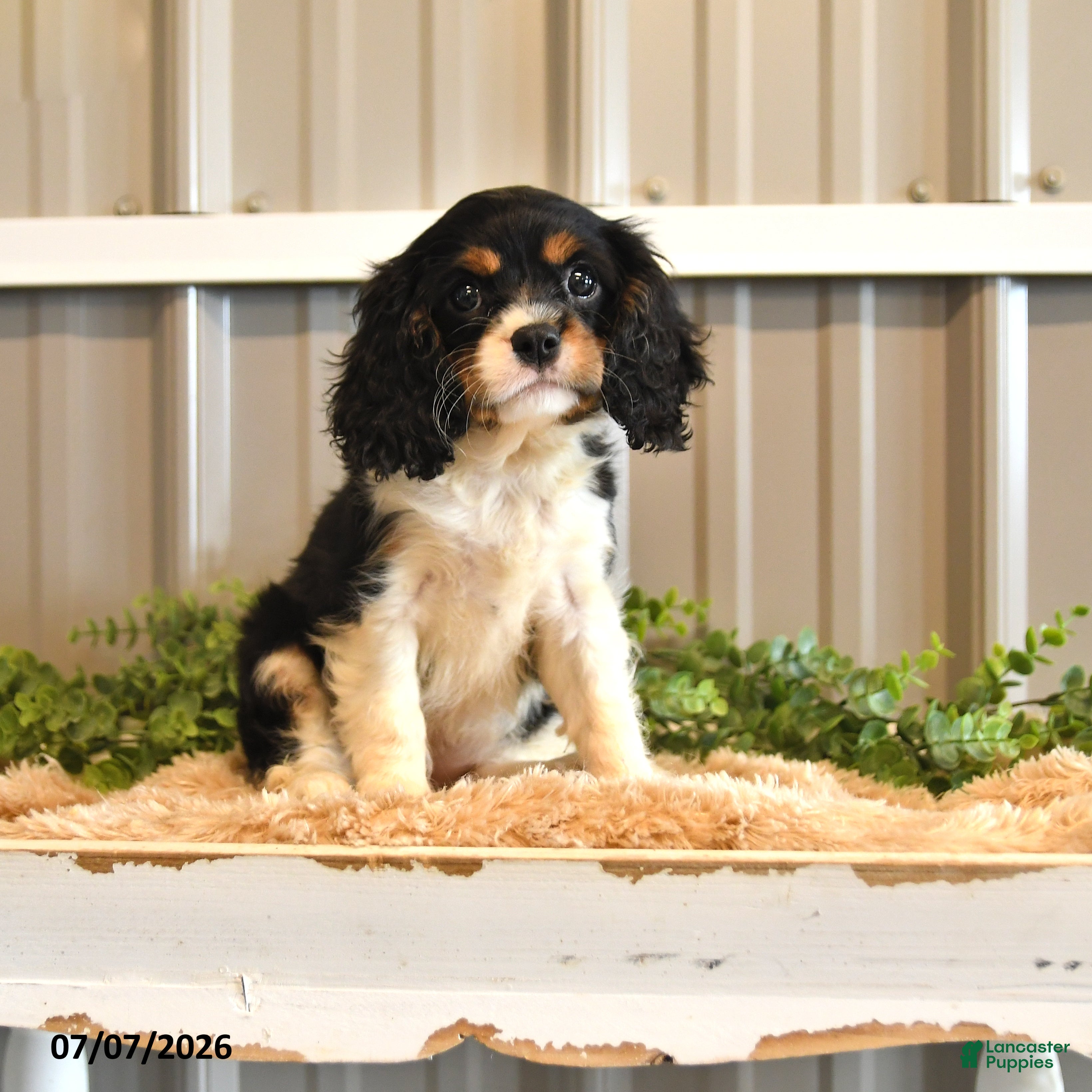 Cavalier King Charles Spaniel dogs Kira - Ad 2