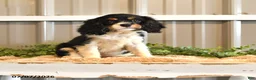 Cavalier King Charles Spaniel dogs for sale: Kira - Ad 6