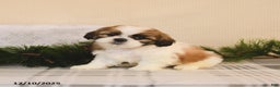 Shih Tzu dogs for sale: Lux - Ad 1