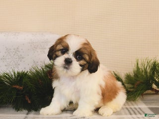 Shih Tzu dogs Lux - Ad 36