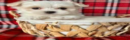 Maltese dogs for sale: Benji - Ad 6