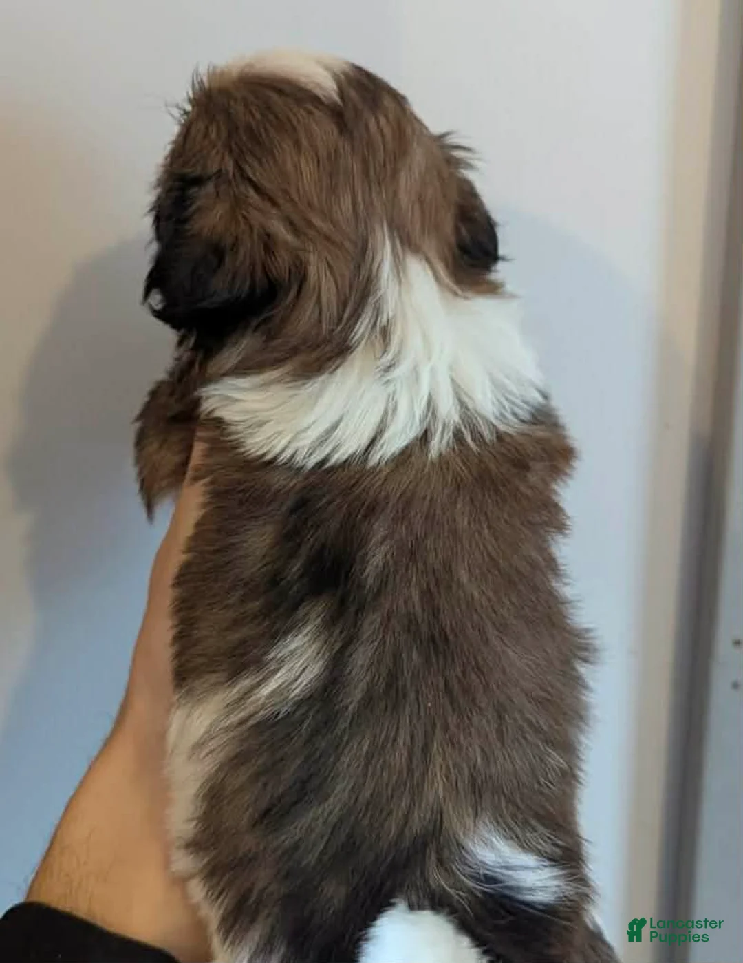 Shih Tzu dogs for sale: Judy - Ad 2