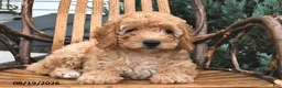 Mini Goldendoodle dogs for sale: Geneva - Ad 4