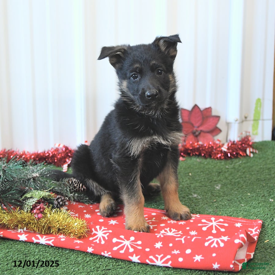 German Shepherd dogs Alice - Ad 23