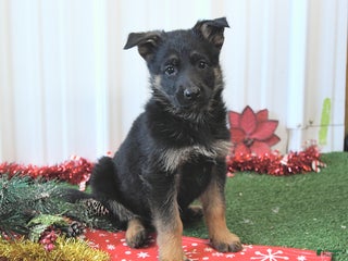 German Shepherd dogs Alice - Ad 40