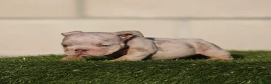 English Bulldog 2