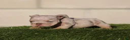 English Bulldog dogs for sale: English Bulldog 2 - Ad 1