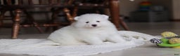 Samoyed dogs for sale: Beth - Ad 8
