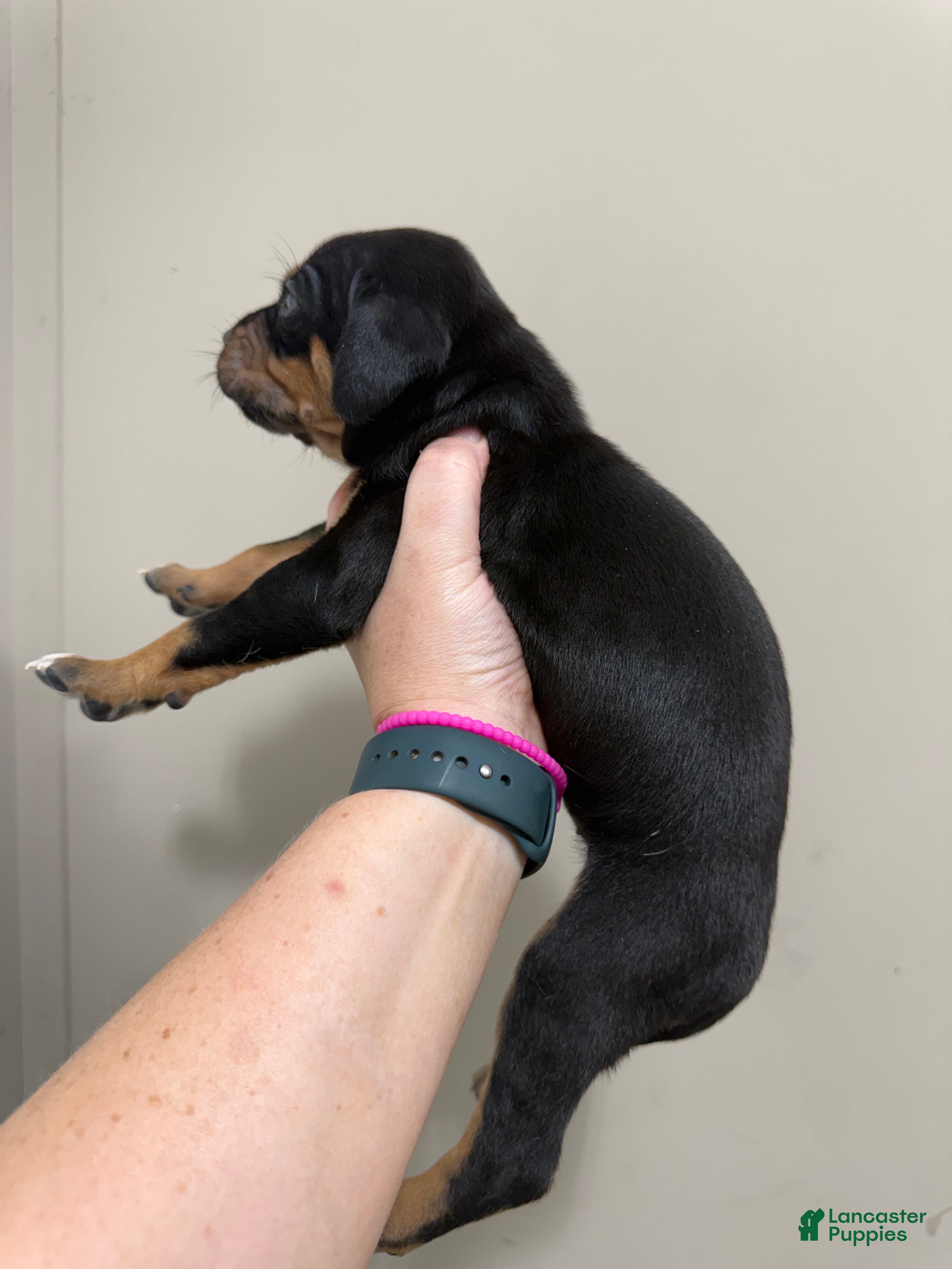 Catahoula Leopard Dog dogs Black Girl - Ad 2