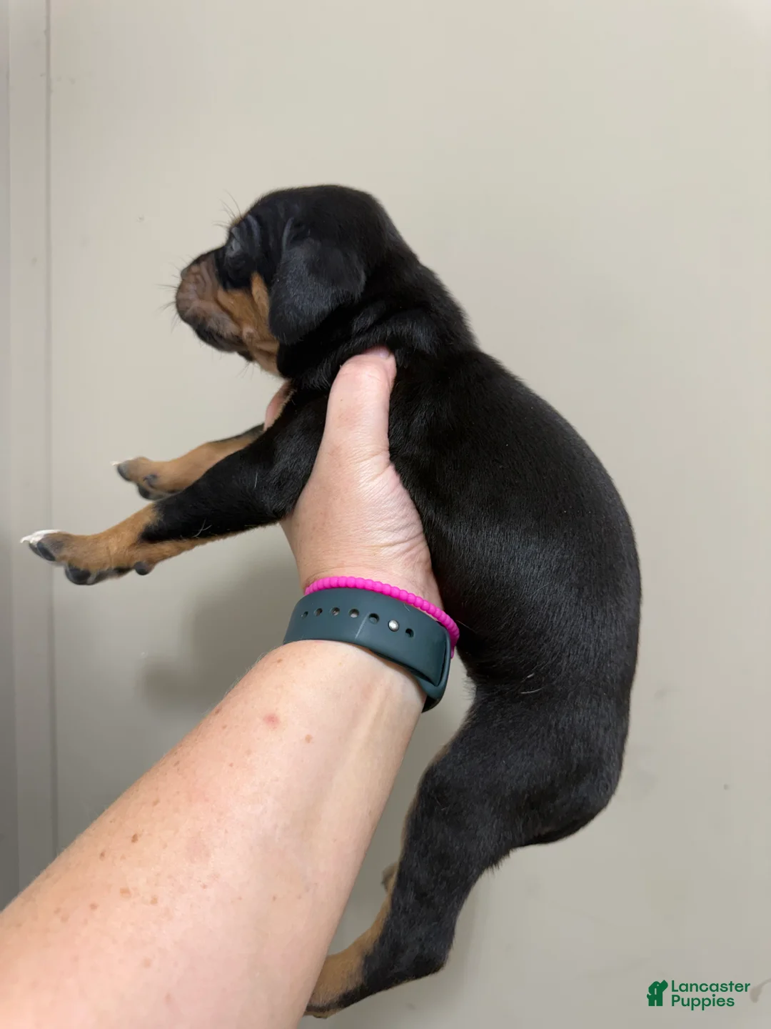 Catahoula Leopard Dog dogs for sale: Black Girl - Ad 2