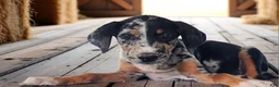 Catahoula Leopard Dog dogs for sale: MS 2026 Female 1 - Ad 2