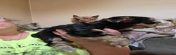 Mixed Breed dogs for sale: Cookie - Ad 4