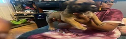 Mixed Breed dogs for sale: Chunk Rock - Ad 6