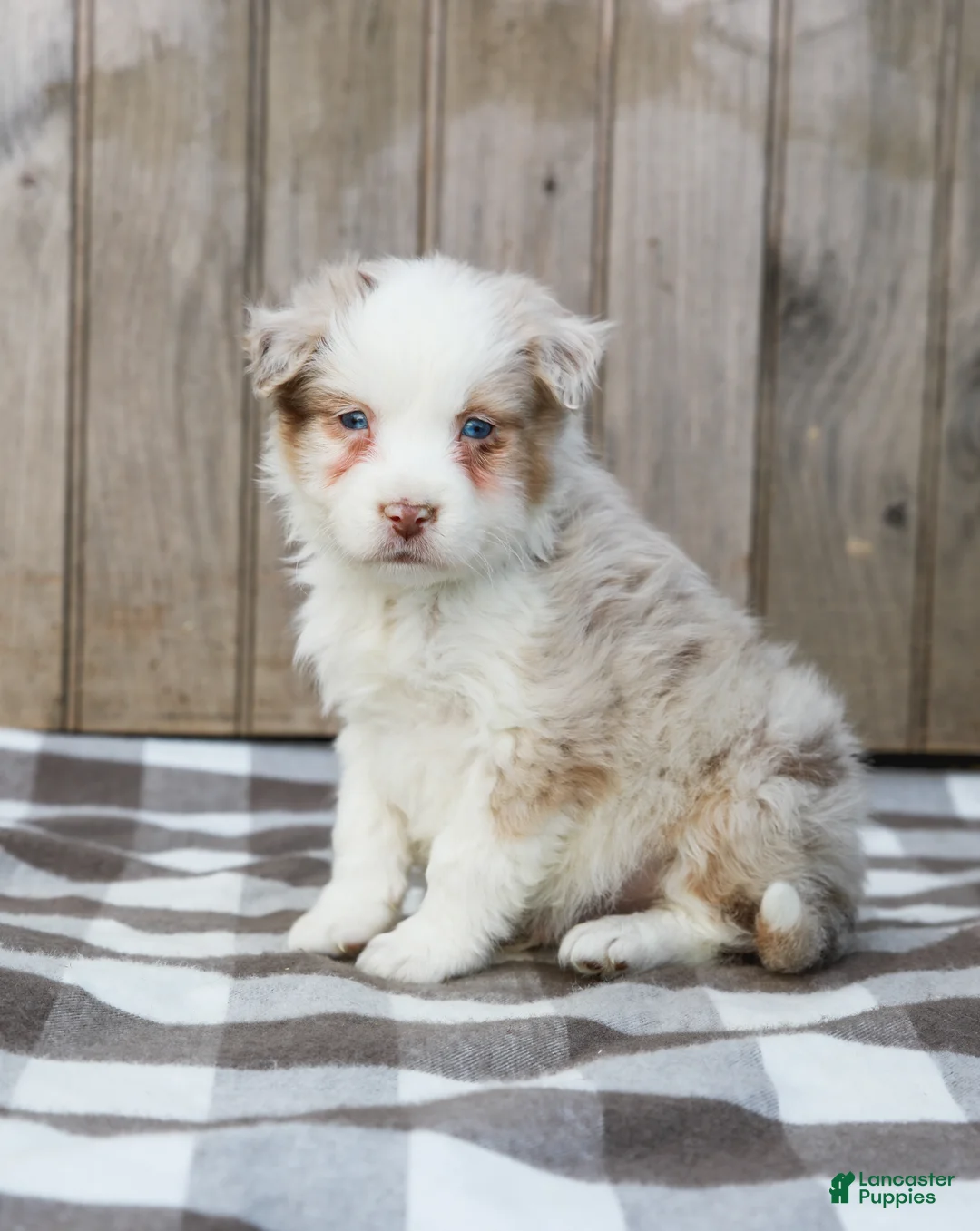 Australian Shepherd dogs for sale: Ryan - Ad 1
