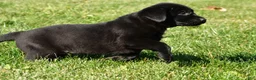 Labrador Retriever dogs for sale: Lexi - Ad 3