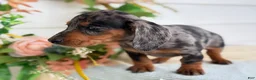 Miniature Dachshund dogs for sale: Jubilee - Ad 18