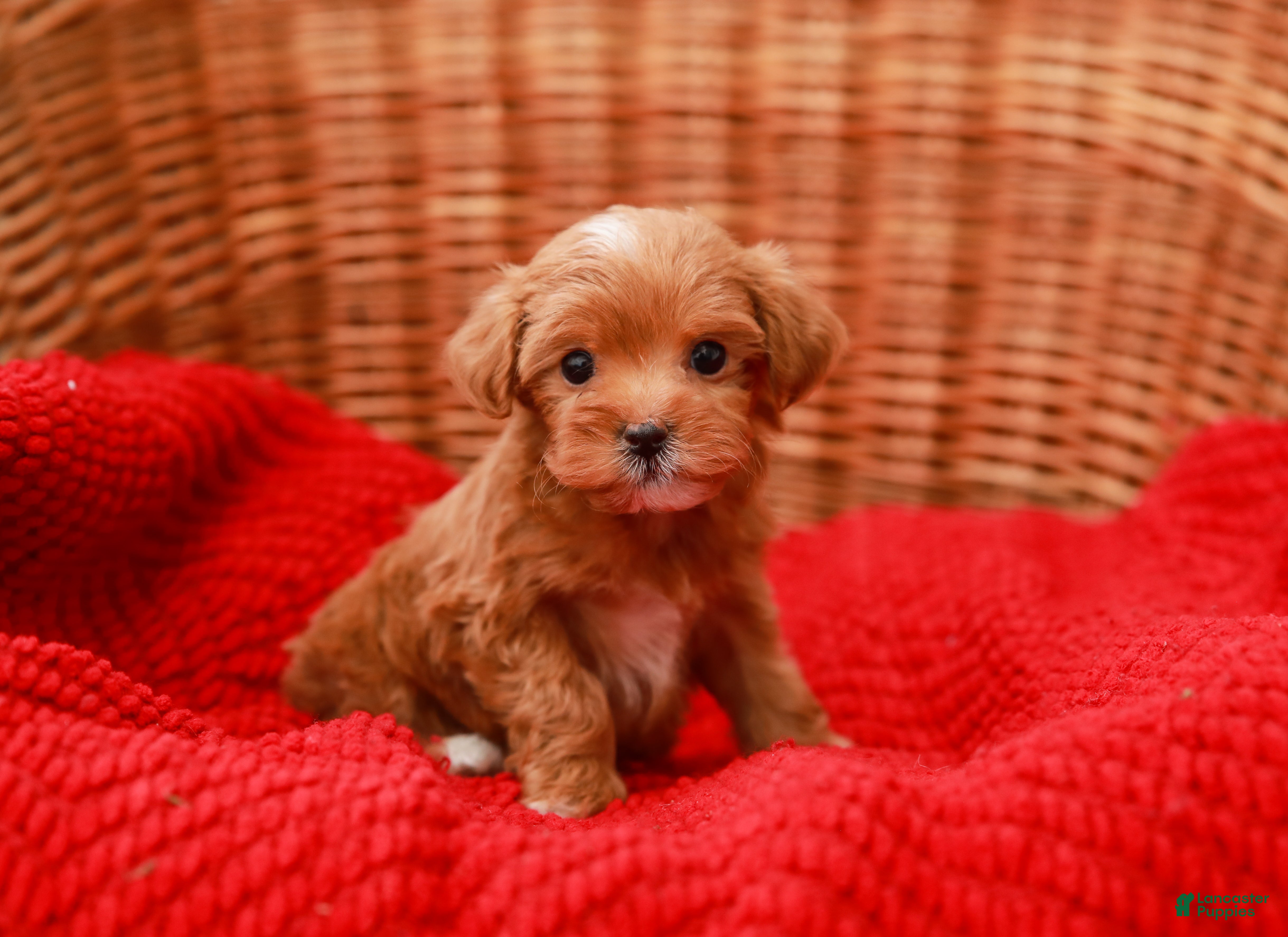 Havapoo dogs Bella - Ad 2