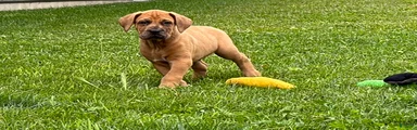 Milo