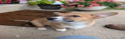 Mixed Breed dogs for sale: Cowboy corgi  - Ad 3