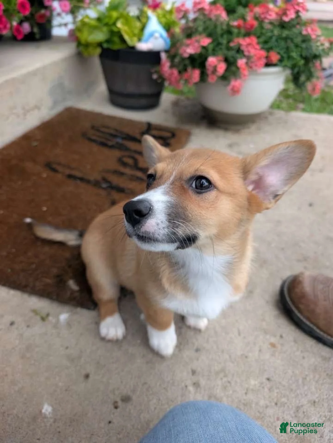 Mixed Breed dogs for sale: Cowboy corgi  - Ad 3