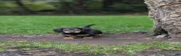 Miniature Dachshund dogs for sale: River  - Ad 8