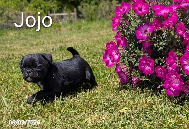 Pug dogs Jojo - Ad 2