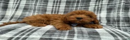 Cavapoo dogs for sale: Doodle - Ad 4