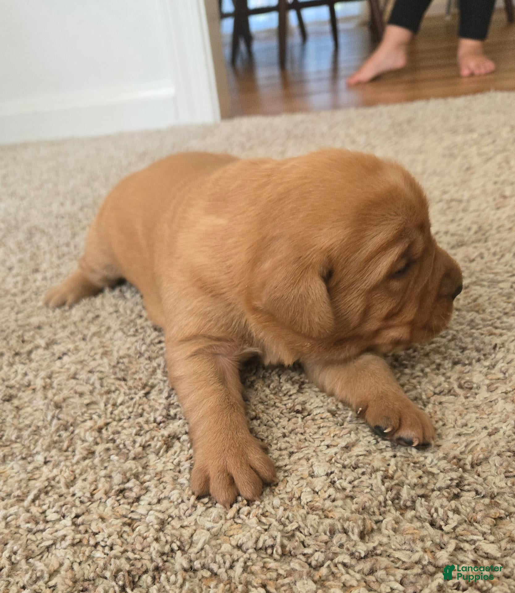 Labrador Retriever dogs for sale: Milo - Ad 2