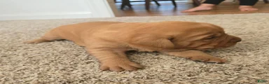 Milo