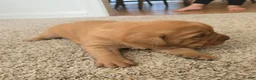 Labrador Retriever dogs for sale: Milo - Ad 1