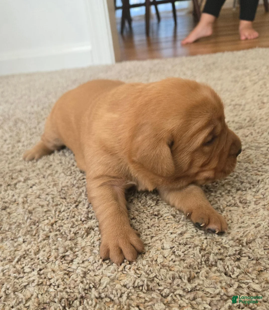 Labrador Retriever dogs for sale: Milo - Ad 1