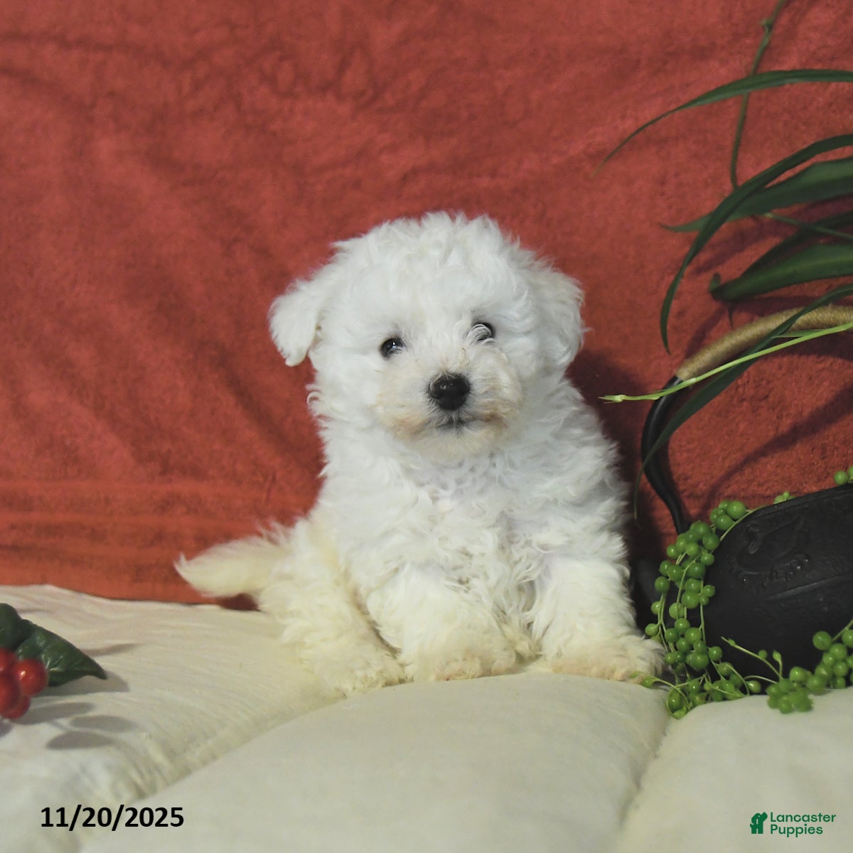 Bichon Frise dogs Landon  - Ad 9