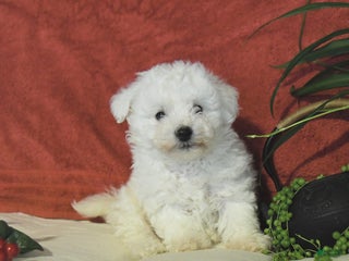 Bichon Frise dogs Landon - Ad 39