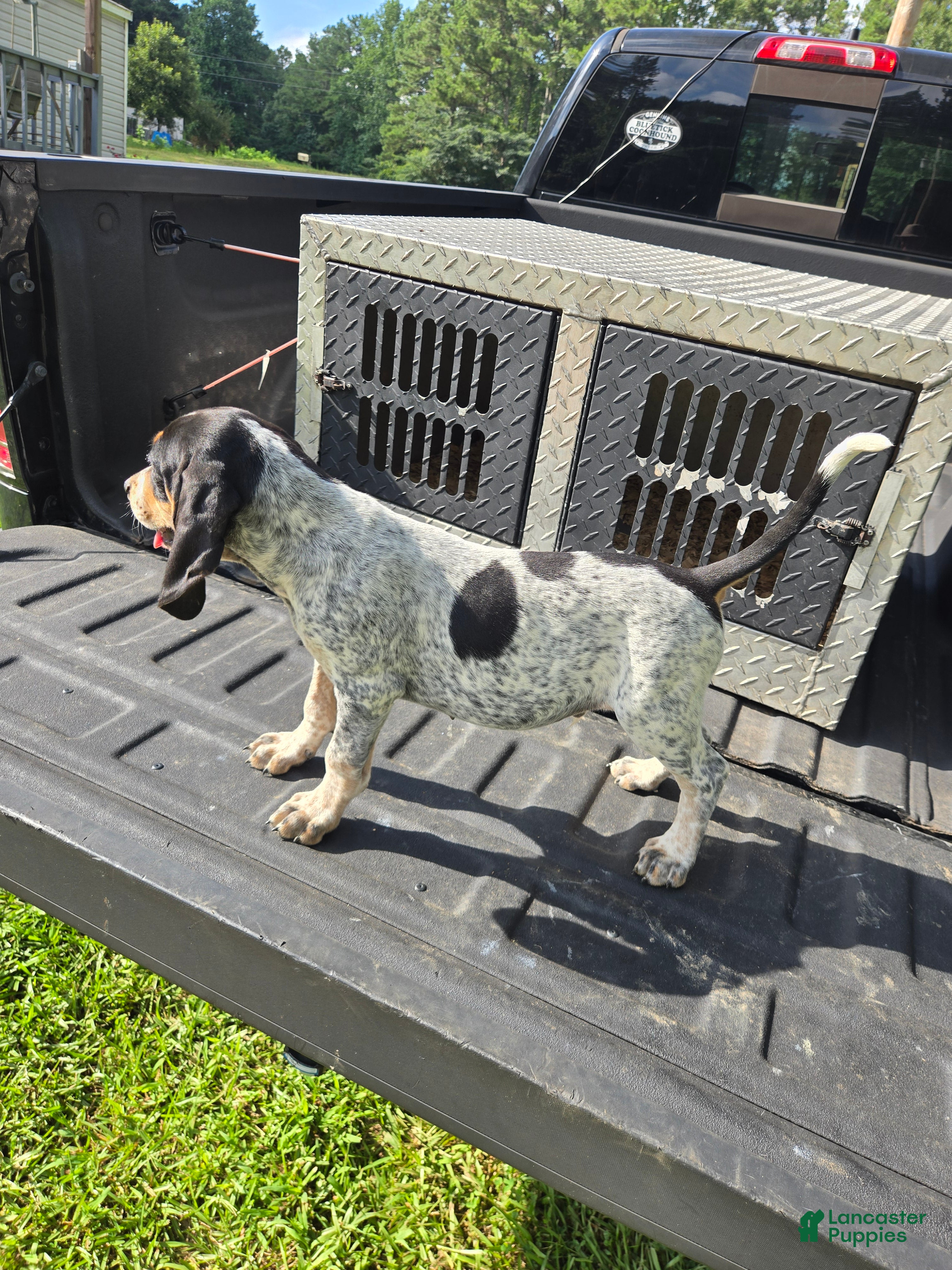 Bluetick Coonhound dogs for sale: Bluetick Coonhound 1 - Ad 3