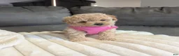 Havapoo dogs for sale: Honey F-1B - Ad 3