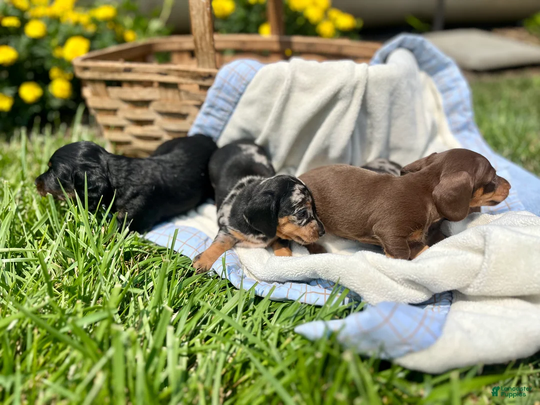 Dachshund dogs for sale: Penny❤️Chocolate ACA Beauty🐾Text or Call Today - Ad 2