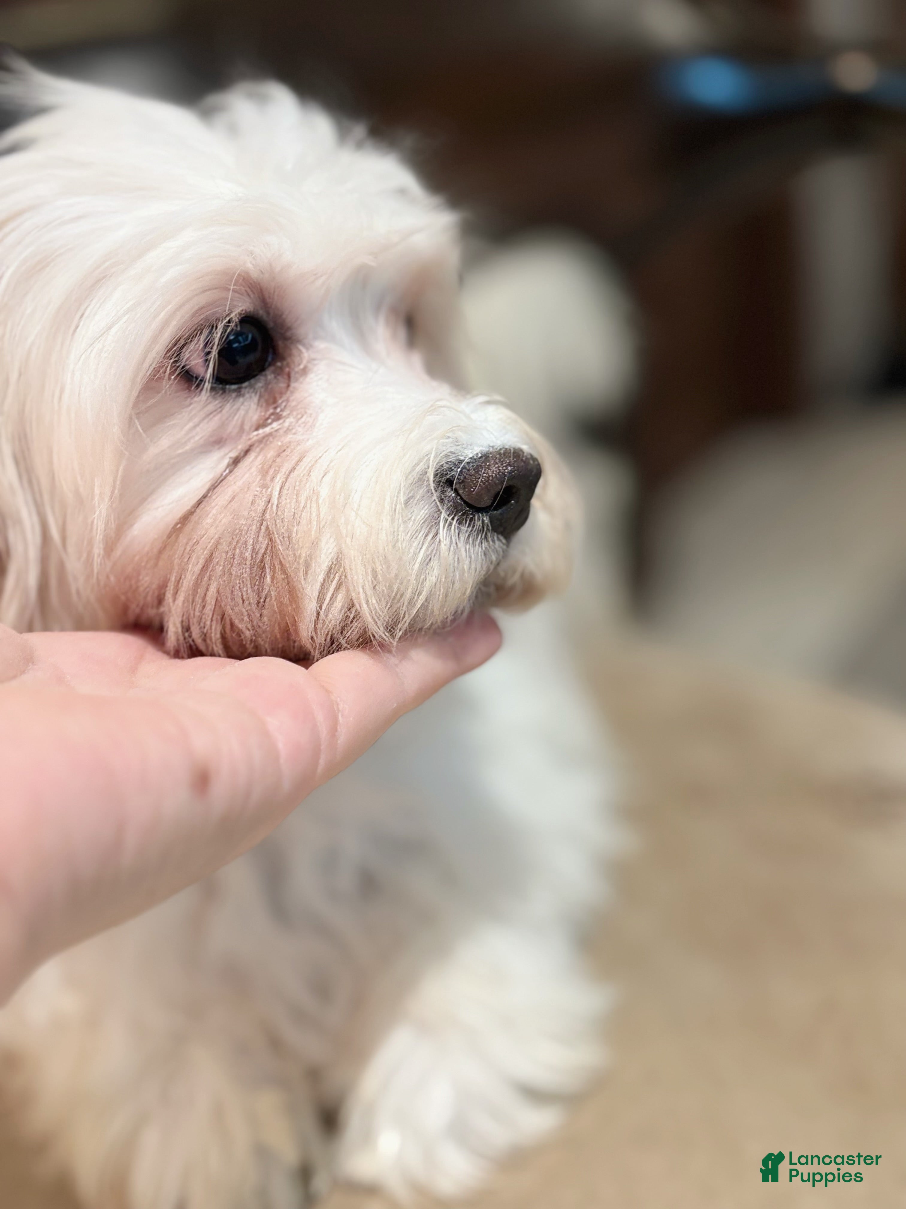 Mixed Breed dogs Lemon - Ad 2