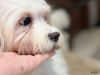 Mixed Breed dogs Lemon - Ad 2