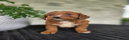 Mini Goldendoodle dogs for sale: Mini Goldendoodle Puppy 5 - Ad 3