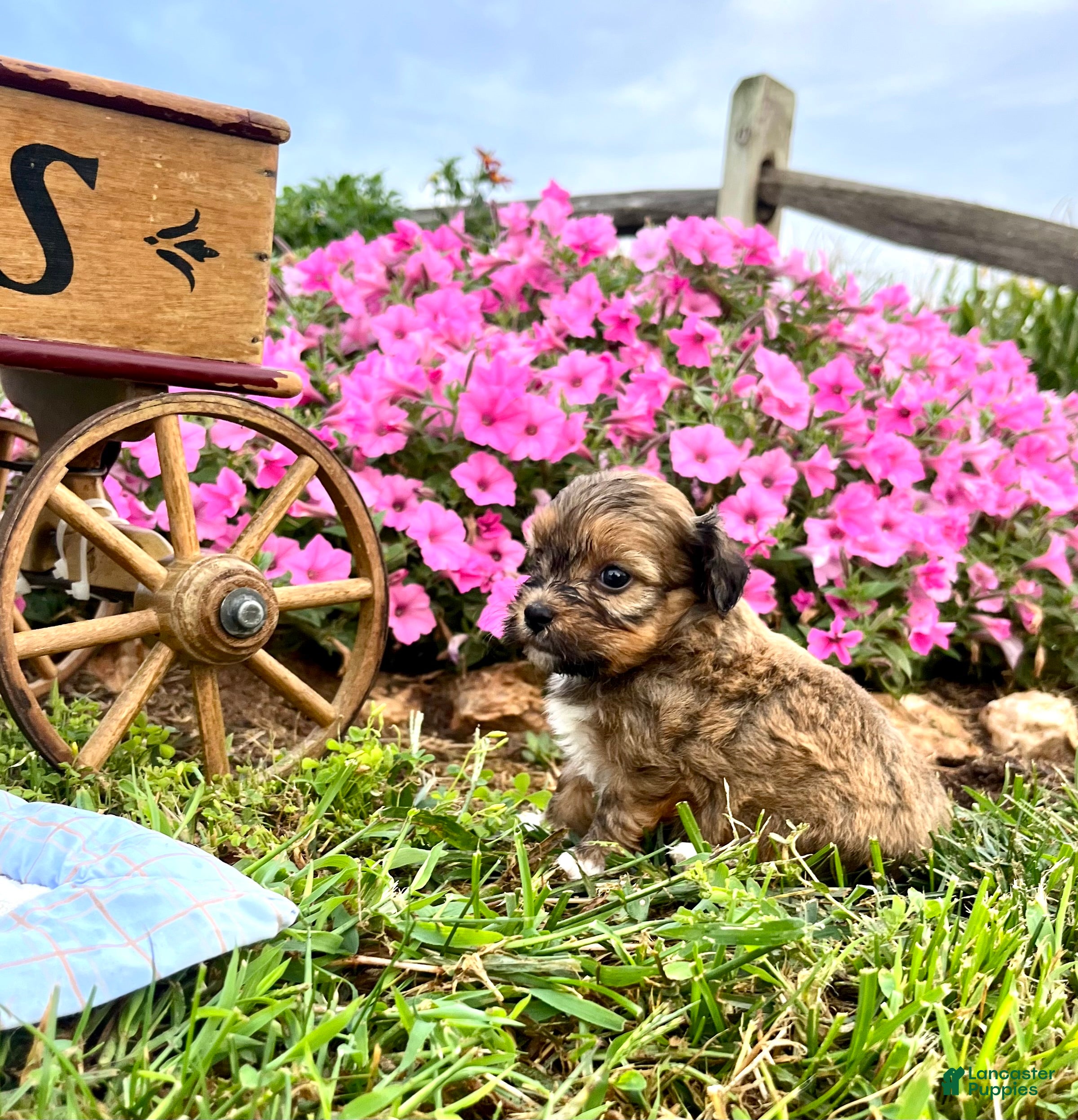 Havanese dogs Daisy❤️AKC Registered - Ad 2