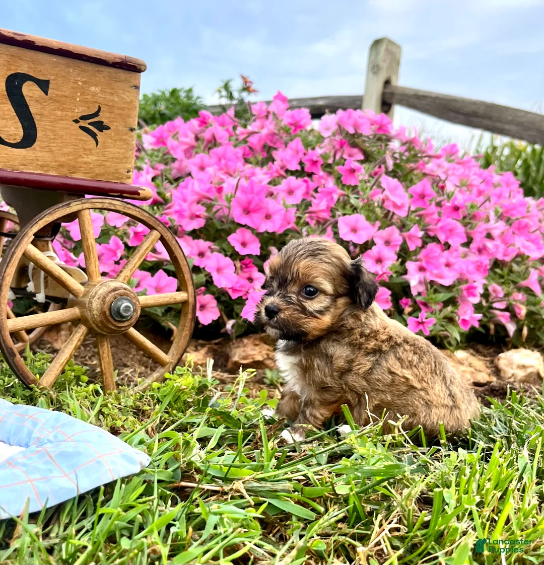 Havanese dogs for sale: Daisy❤️AKC Registered - Ad 2