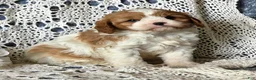 Cavapoo dogs for sale: Jimmy - Ad 2