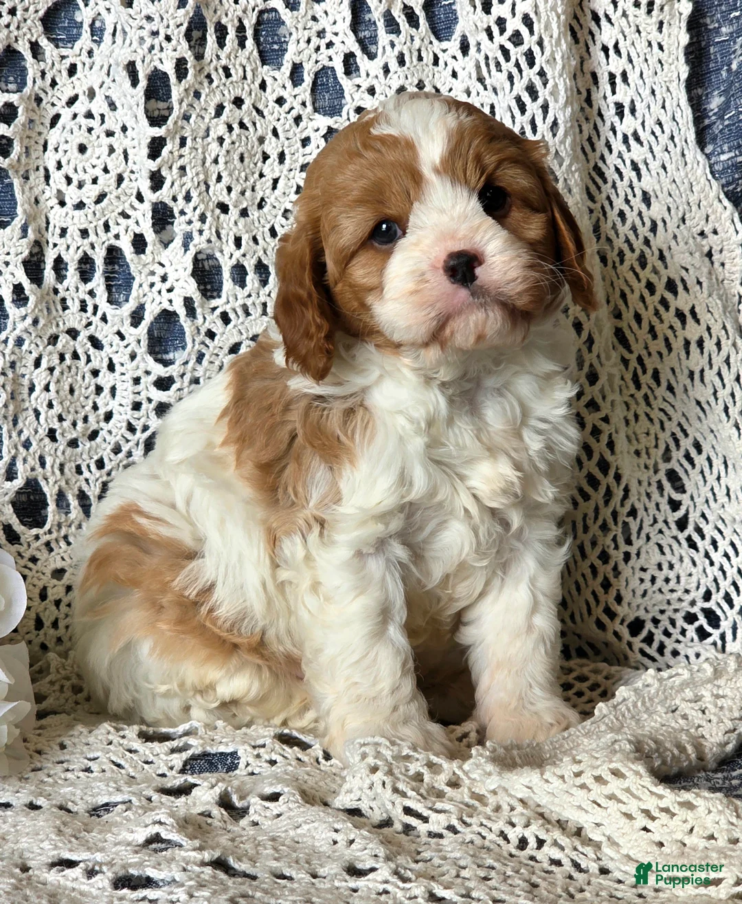 Cavapoo dogs for sale: Jimmy - Ad 2