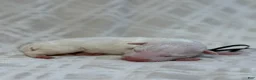 Bull Terrier dogs for sale: BOY 10 - Ad 3
