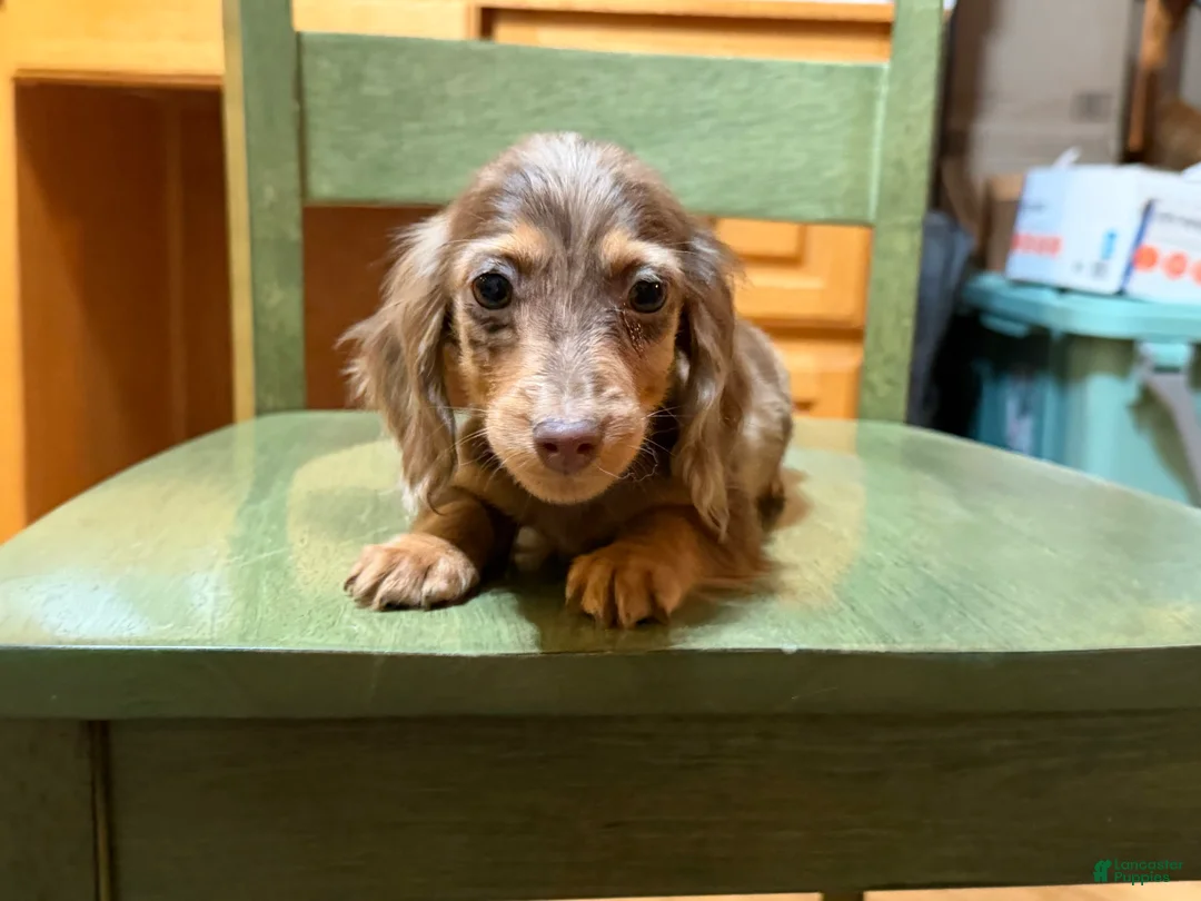 Miniature Dachshund dogs for sale: AKC Russian pra clear - Ad 105