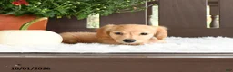Miniature Dachshund dogs for sale: Ardy - Ad 4