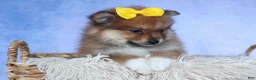 Pomeranian dogs for sale: Farris  - Ad 16