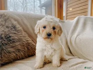 Goldendoodle dogs Ruby - Ad 31