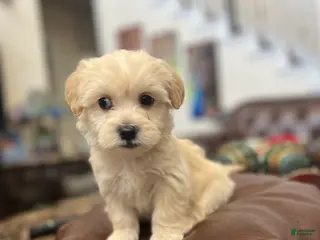 Maltipoo dogs Peach - Ad 11