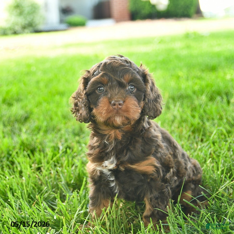 Cavapoo dogs for sale: Lexie  - Ad 1